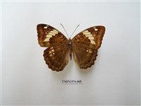 藏品(甲仙翠蛺蝶)的圖片